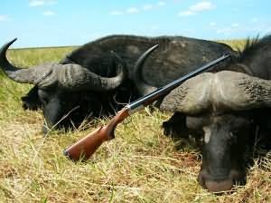 Verney-Carron Azur .470 with two Cape Buffalos