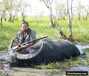 Trophy Water Buffalo Bull and Jeffery Double Rifle