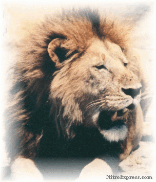 Serengetti Lion